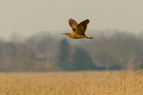 Roerdomp in leefgebied