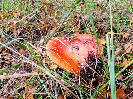 vliegenzwam met liefde