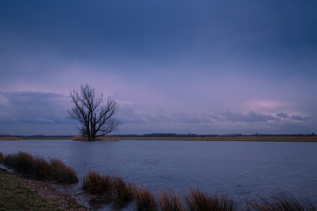 Biesbosch