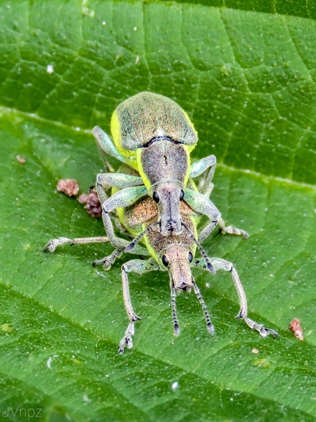 Groene Distelsnuitkevers 