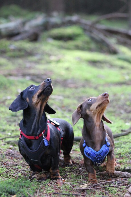 Beau en Ozzy in het bos