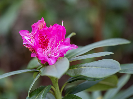Rododendron staat nog in bloei.