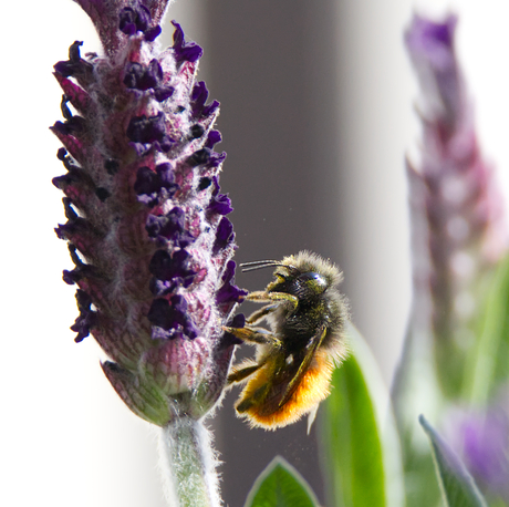 de eerste stuifmeelverzamelaar
