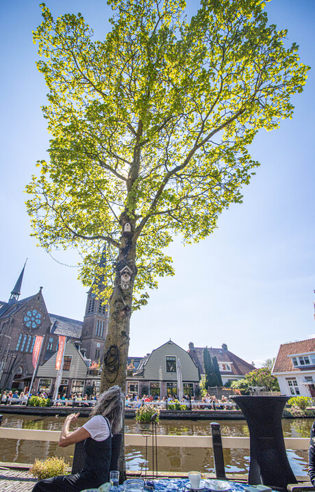 Hoog