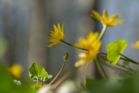 mooi geel is niet lelijk 