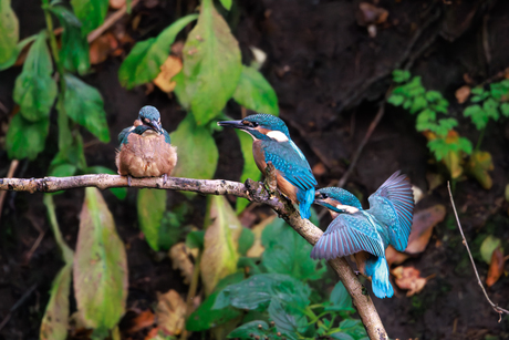 Drie jonge ijsvogels op één tak ✨🕊️