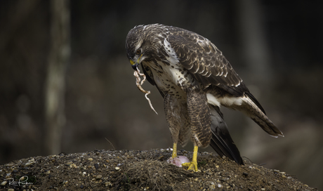 Buizerd