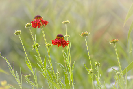 Helenium "Moerheim Beauty"