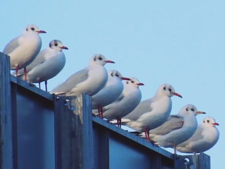 Samen chillen in het zonnetje