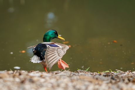 stijve pootjes uitschudden