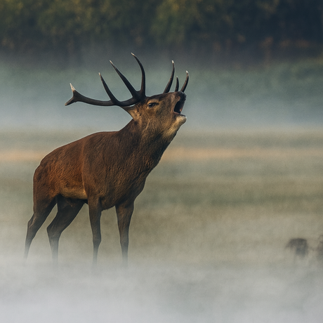 Edelhert in de mist