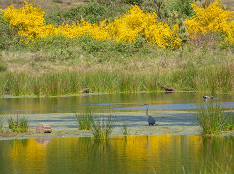 Reiger in het geel