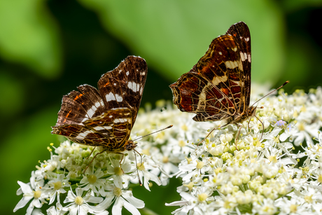 Twee Landkaartjes 