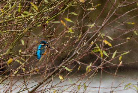 Ijsvogel