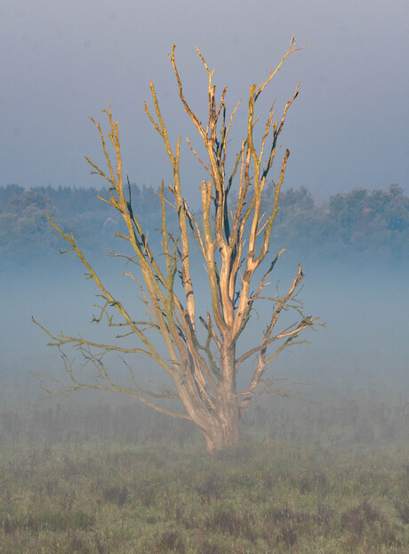 Dode boom in de ochtendmist