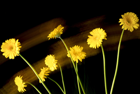 oefening bloemen in studio