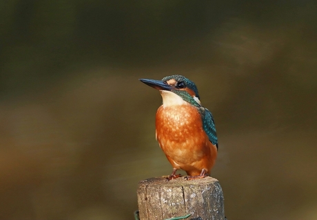 ijsvogel