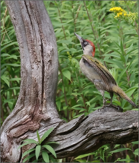 vogel vastleggen uit vogelhut