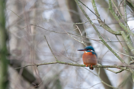 IJsvogeltje