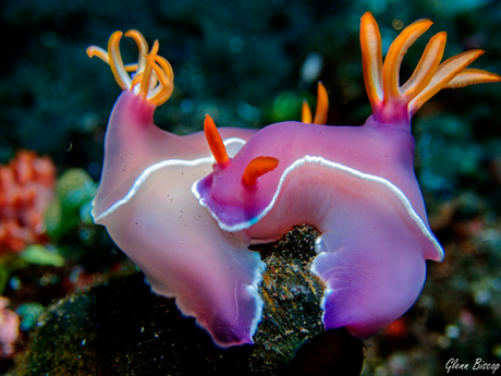 Hypselodoris bullockii 