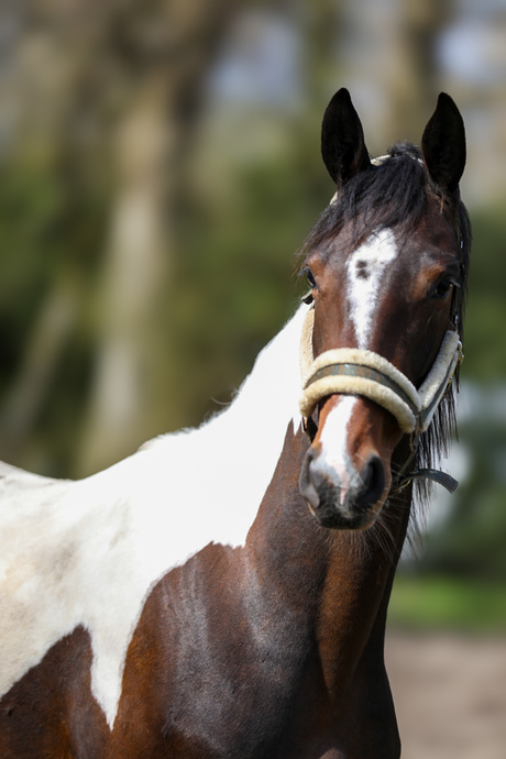 Bella's last Diamond