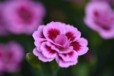 Oefenen met Scherptediepte