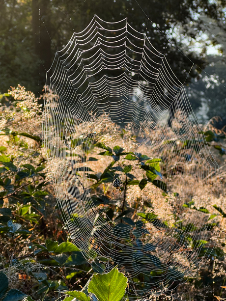 Spin in het Web