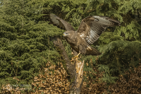 Landende Buizerd