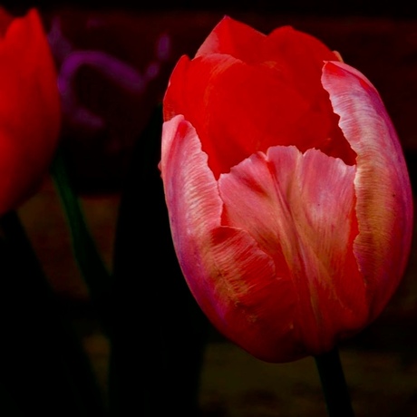 Tulp