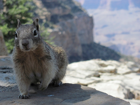 Sneaky Squirrel