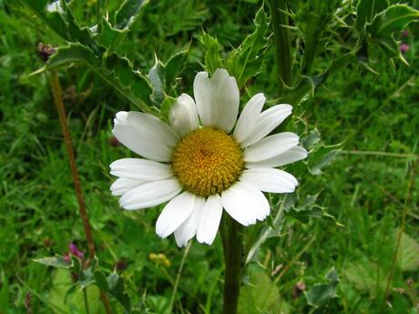 paardenbloem