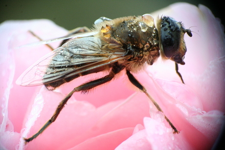 Blinde Bij (Eristalis tenax)