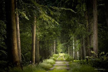 The Green Leaves