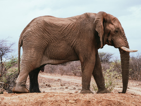 Olifant