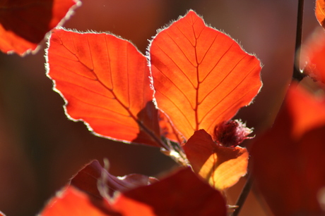 Rood blad