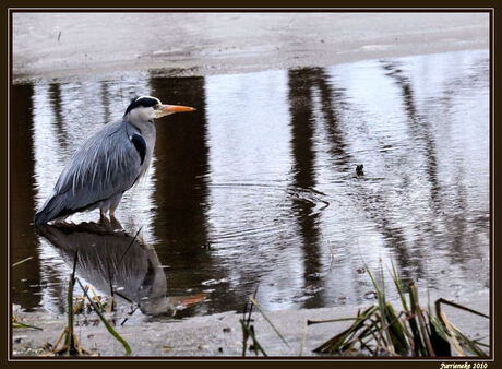 blauwe reiger