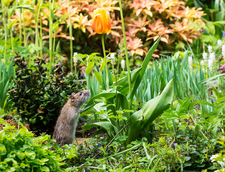 zeg het met bloemen rat