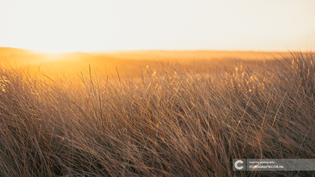Gouden uurtje in de duinen van Texel