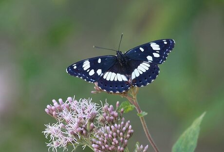 Blauwe ijsvogelvlinder 