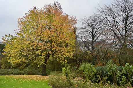 Goud aan de bomen