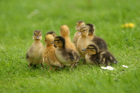 Eendjes in het gras