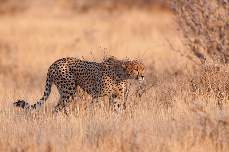 Cheetah nr. 5