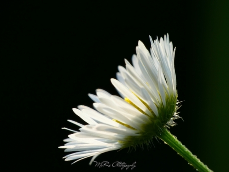 White flower