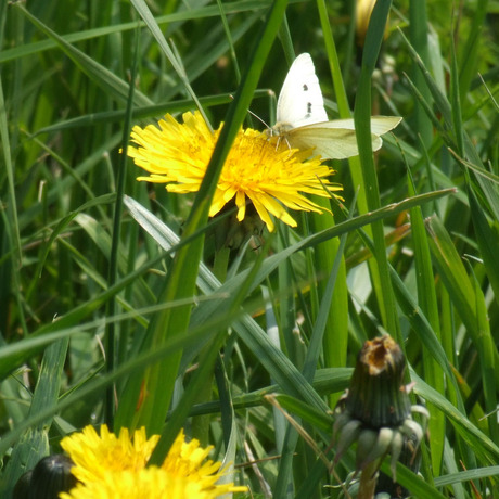 Paardebloem met vlinder