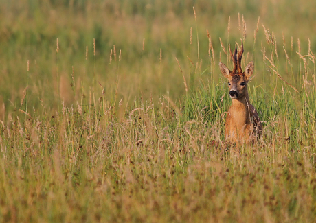 Roebuck