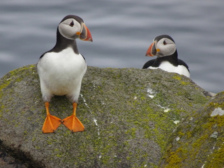 Schitterende puffins op Isle of May