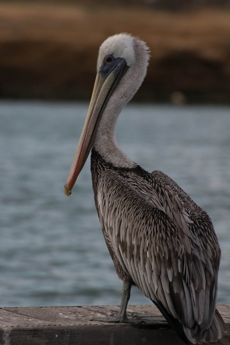 Een trotse pelikaan