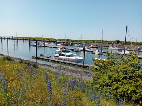 Haven borkum 