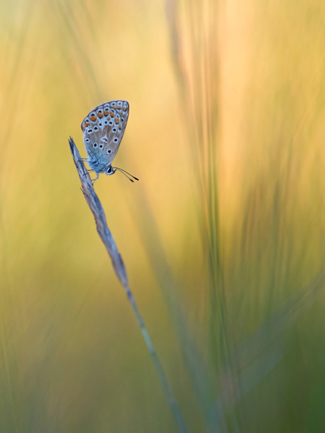 Icarusblauwtje in het avondlicht