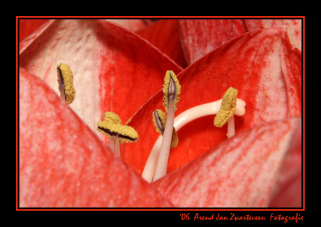 Amaryllis 2